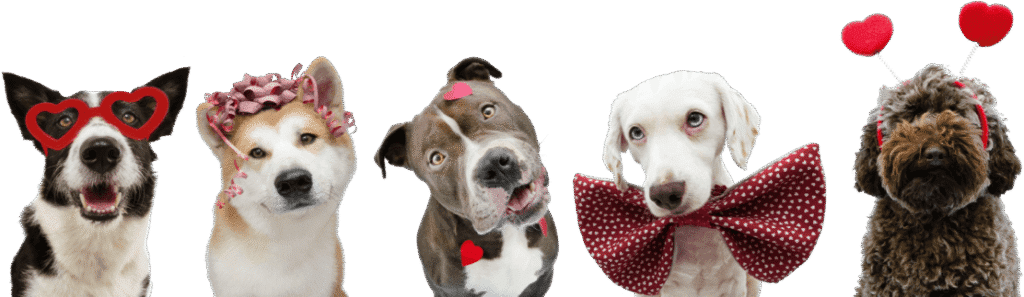 About Pet Hub