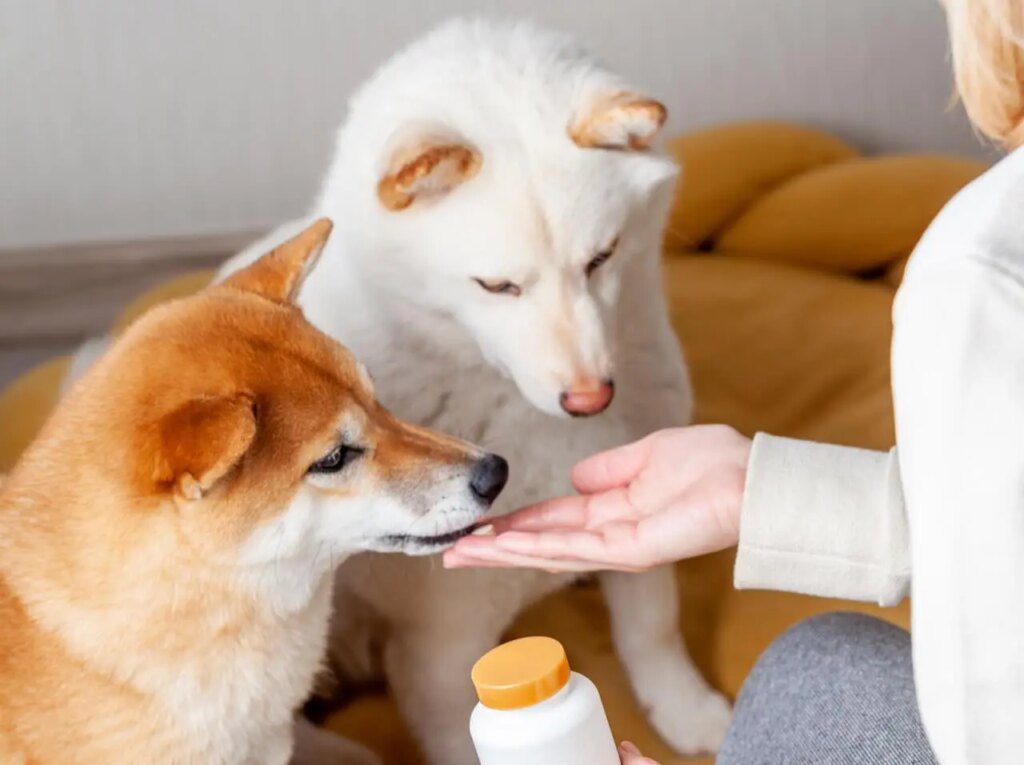 pet-hub-about-us