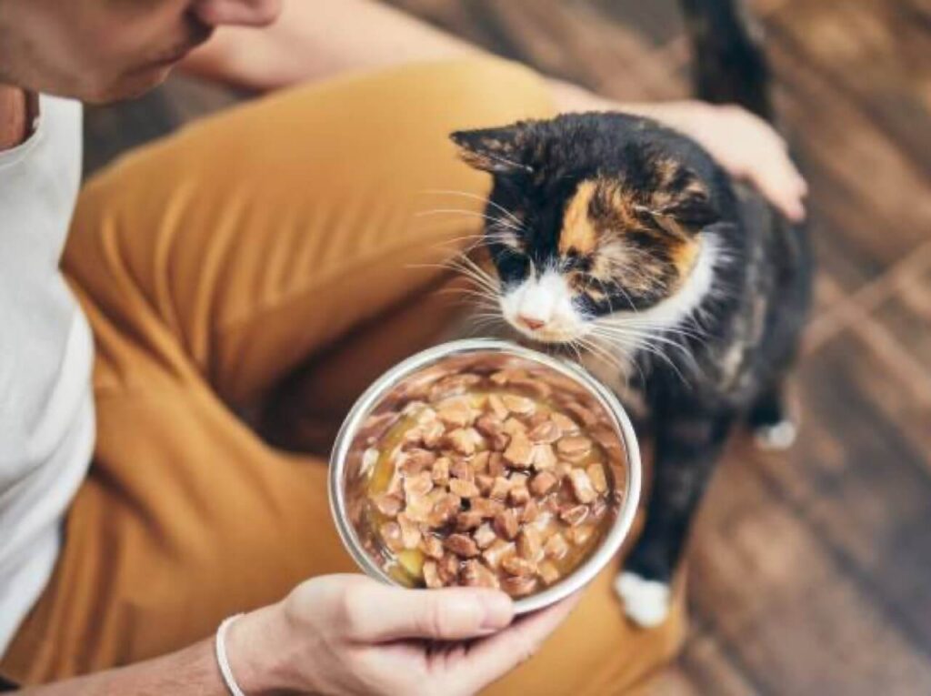 About Pet Hub