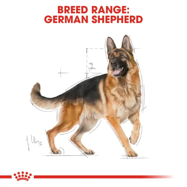 ROYAL CANIN GERMAN SHEPHERD ADULT DRY FOOD | 16 kg - Image 3