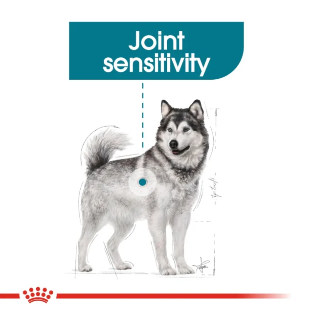 ROYAL CANIN® Maxi Joint Care Dog Dry Food - Image 3