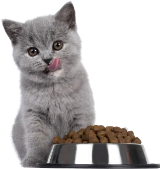 Cat Food