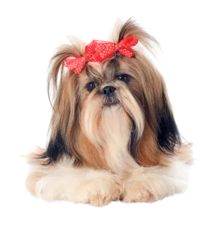 Dog Grooming