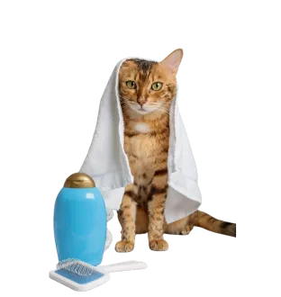 Cat Grooming