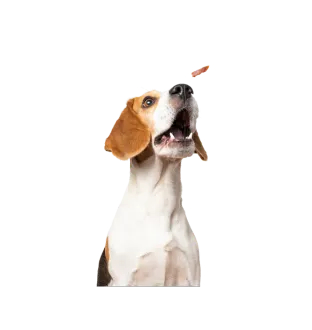 Dog treats