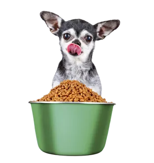 Dog Food